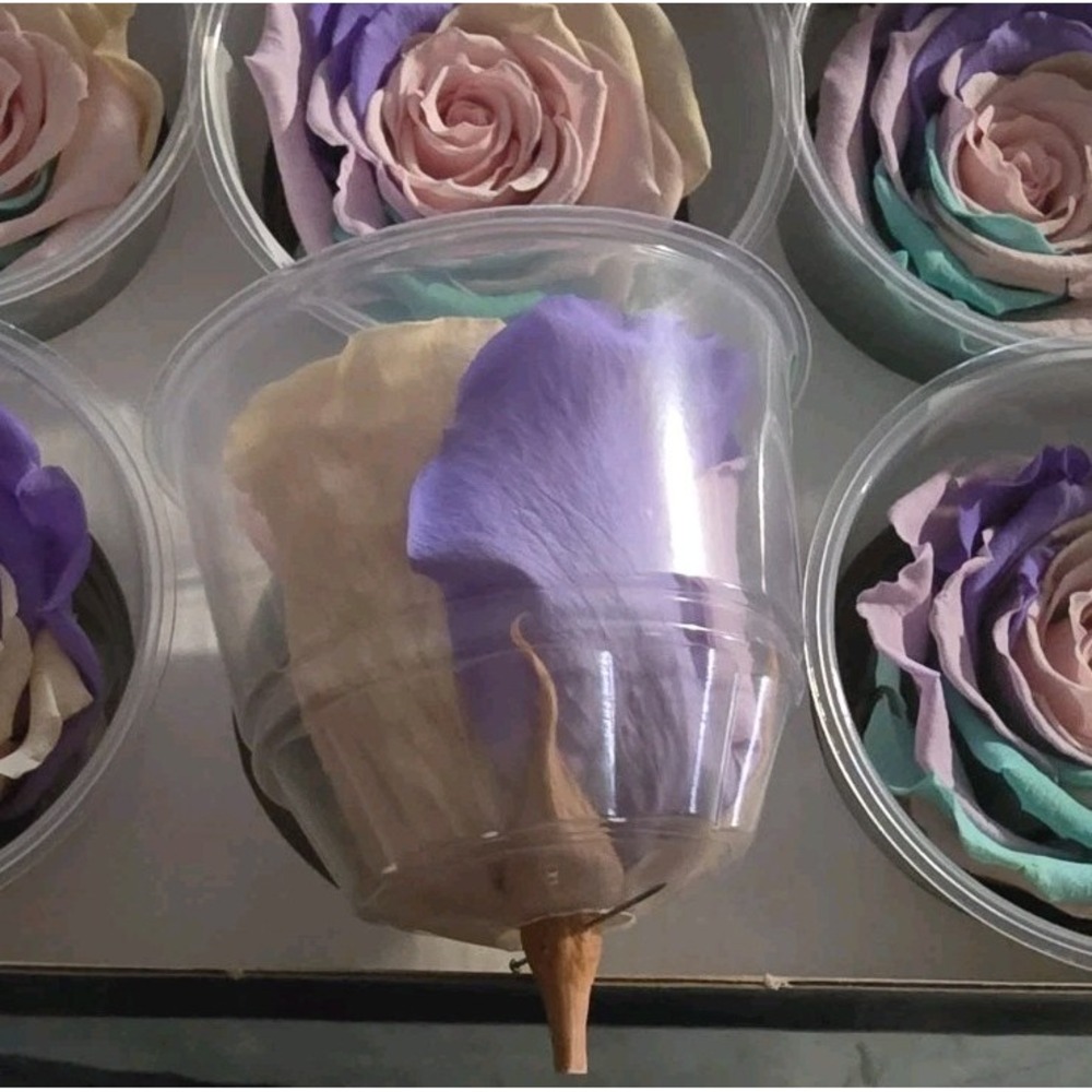 Preserved Roses Forever Roses 6 Pack Multi Color XL Ecuador - Picture 3 of 8
